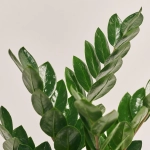 Зображення товару Заміокулькас Ліма 5ст., артикул: 53970