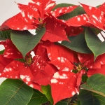 Зображення товару Пуансетія Фентезі Стар, артикул: 54303