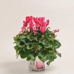 Зображення товару Цикламен XL мікс, артикул: 2671