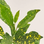 Зображення товару Кодіум Мікс, артикул: 52078