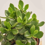 Зображення товару Сукулент мікс, артикул: 41177