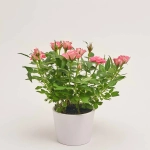 Зображення товару Троянда та Кашпо Сет 117, артикул: 52258