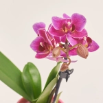 Зображення товару Фаленопсис міні 1ст. рожевий, артикул: 55895