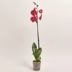 Зображення товару Фаленопсис 1ст. мікс, артикул: 18850