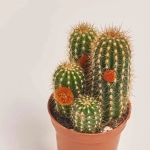 Зображення товару Кактус з квітами, артикул: 53320
