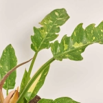 Зображення товару Філодендрон Рінг Фаєр, артикул: 52071