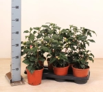 Зображення товару Камелія Японіка, артикул: 56276