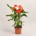 Зображення товару Антуріум Флоріда, артикул: 54985