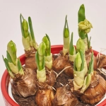 Зображення товару Нарцис Брайдал Краун в кер., артикул: 55613