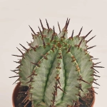 Зображення товару Кактус з квітами, артикул: 53320