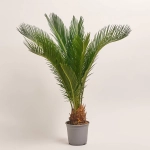 Зображення товару Цикас Революта, артикул: 55247