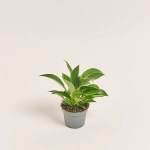 Зображення товару Філодендрон мікс, артикул: 52074