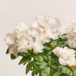 Зображення товару Азалія мікс штам., артикул: 33004