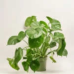 Зображення товару Монстера Деліціоза, артикул: 52595