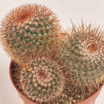 Зображення товару Кактус мікс, артикул: 46255