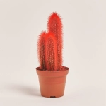 Зображення товару Кактус Рейнбов, артикул: 5912