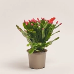 Зображення товару Шлюмбергера мікс, артикул: 42391