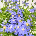 Зображення товару Перікаліс Венеція мікс, артикул: 4064