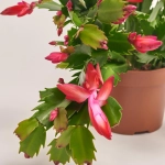 Зображення товару Шлюмбергера мікс, артикул: 41536