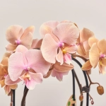 Зображення товару Фаленопсис каскад 2ст. мікс, артикул: 18513