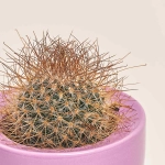 Зображення товару Кактус мікс в кер., артикул: 33834