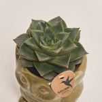 Зображення товару Сукулент мікс "Сова" зелена, артикул: 39965