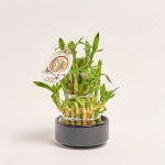 Зображення товару Бамбук Лакі в кераміці, артикул: 46491