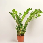 Зображення товару Заміокулькас 8ст., артикул: 51604