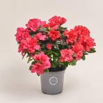 Зображення товару Азалія мікс, артикул: 30007