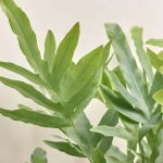 Зображення товару Флебодіум Блу Стар, артикул: 51794