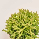 Зображення товару Рипсаліс Цереускула, артикул: 55309