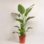 Зображення товару Стреліція Ніколай, артикул: 54061