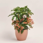 Зображення товару Ардізія та Кашпо Сет 117, артикул: 53723