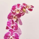 Зображення товару Фаленопсис 2ст. мікс, артикул: 18519