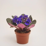 Зображення товару Сенполія мікс, артикул: 18381