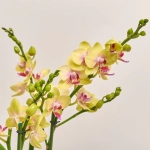 Зображення товару Фаленопсис "Дуетто Спанкі" 4ст., артикул: 52759