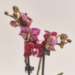 Зображення товару Фаленопсис міні в кер. 2ст., артикул: 18851