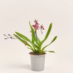 Зображення товару Камбрія мікс 2ст., артикул: 52502