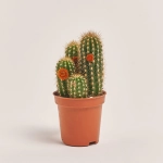Зображення товару Кактус з квітами, артикул: 53320