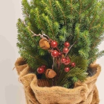 Зображення товару Ялина Магніфік у мішку, артикул: 53459