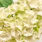 Зображення товару Гортензія мікс 3ст., артикул: 7781