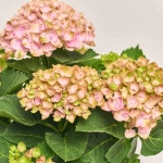 Зображення товару Гортензія Революшн рожева 5ст., артикул: 29221