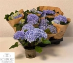 Зображення товару Гортензія блакитна 3ст., артикул: 45271