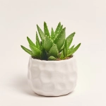 Зображення товару Сукулент мікс, артикул: 5756