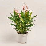 Зображення товару Антуріум Лілі, артикул: 55682