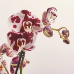 Зображення товару Фаленопсис 2ст. мікс, артикул: 18519