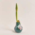 Зображення товару Амариліс мікс у воску, артикул: 54508