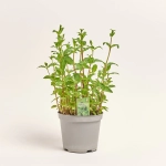 Зображення товару Мікс пряних трав, артикул: 36076