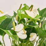 Зображення товару Антуріум Адіос Вайт, артикул: 33625