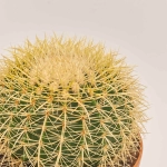 Зображення товару Ехінокактус Грузоні, артикул: 7439
